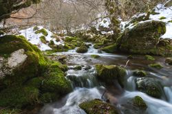 River running between stones in moss in forest