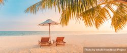 Two reclining chairs framed with a palm tree 0yV9n5