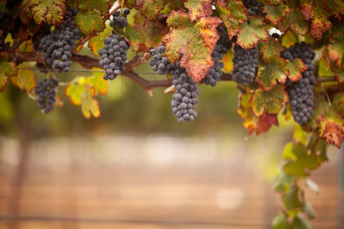 Lush, Ripe Wine Grapes on the Vine
