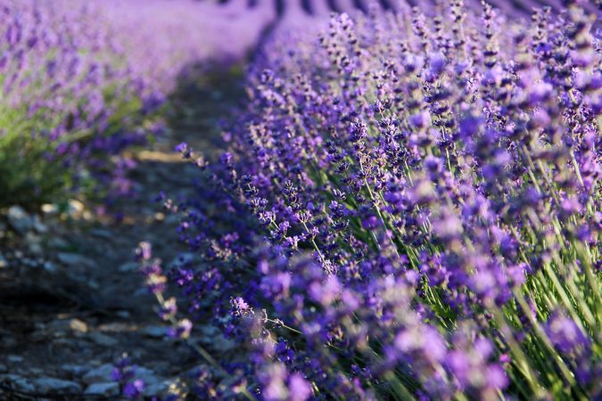Lavender field in summer.