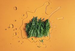Arugula leaves on orange background and water