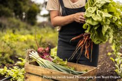 Unrecognizable female farmer arranging freshly picked vegetables into a crate on an organic farm 41Dwl5