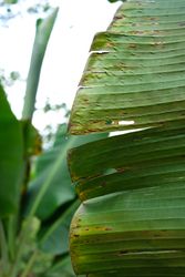 Banana leaf