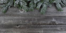 Snow covered evergreen tip on rustic wooden planks for the holiday season