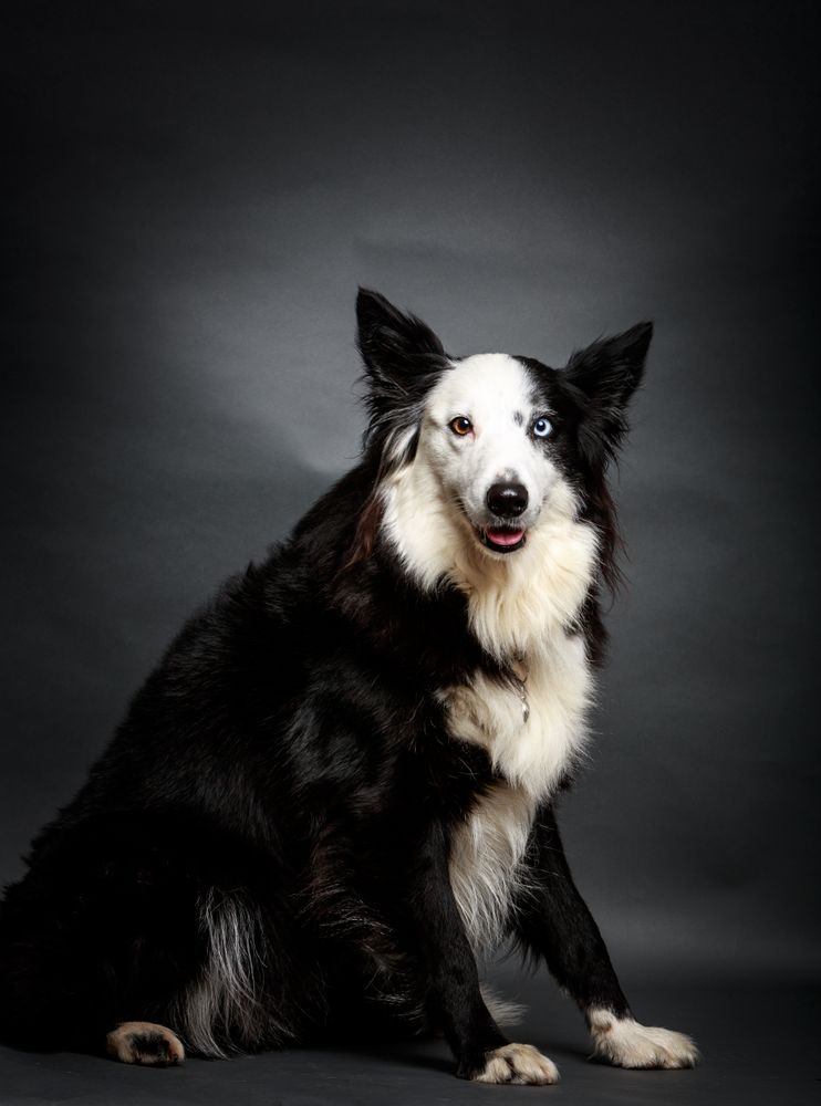 Funny dog with different eyes