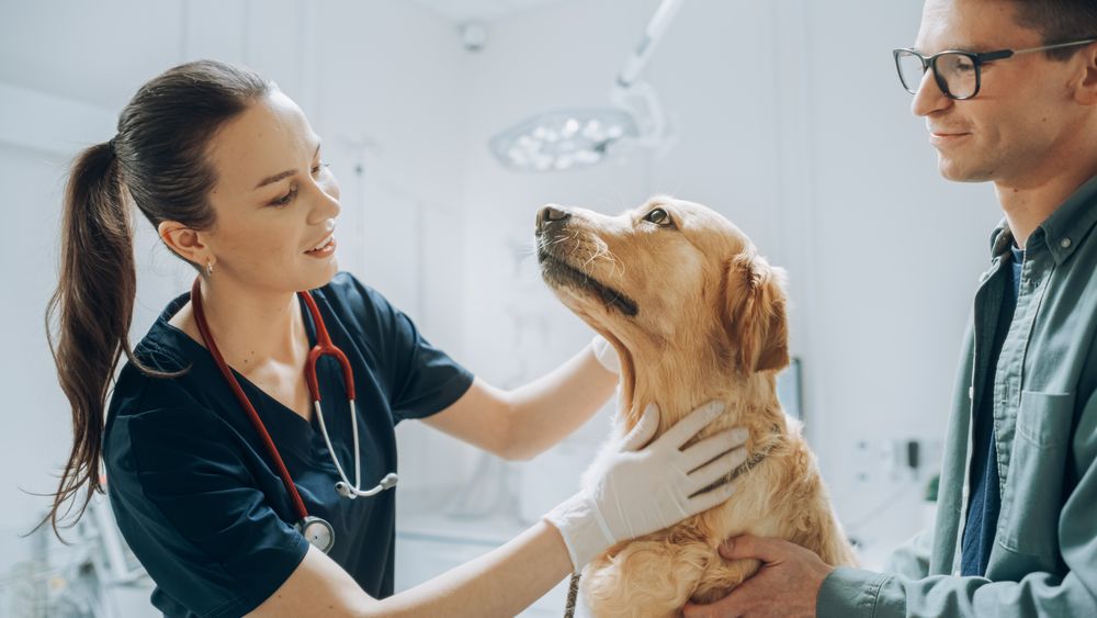 Golden Retriever Sitting on Examination Table as a Female Veterinarian Assesses the Dog's Health.