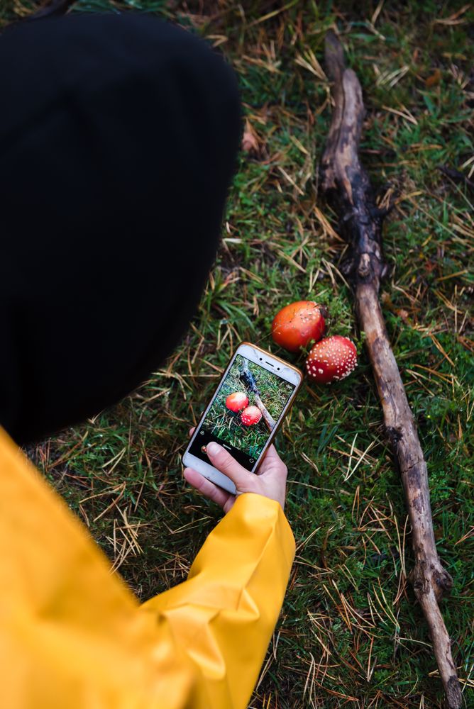 Person in yellow raincoat photographing mushrooms on smartphone