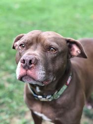 Dog on grass outdoor