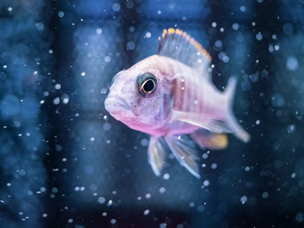 Exotic fish in aquarium