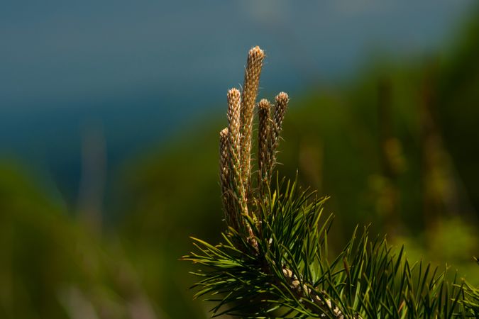 Close-up pine buds on branch.
