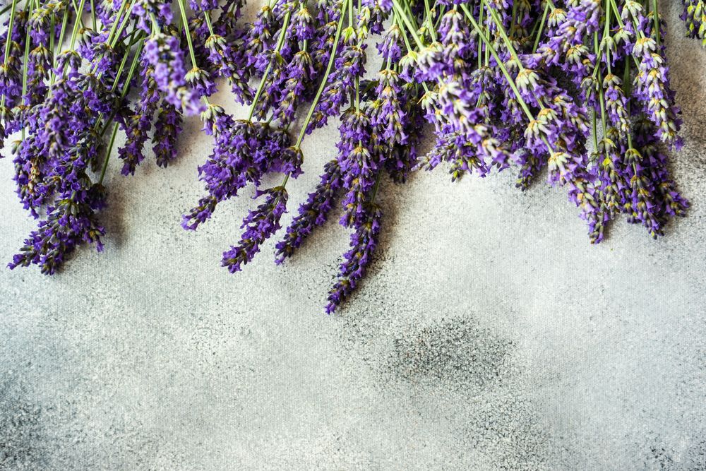 Fresh lavender flowers in a row on top of frame