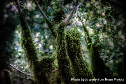 Moss in forest 5lBl6b