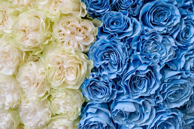 Blue and light assorted roses