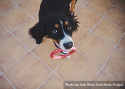 Bernese dog with ring in mouth 5wr1A0