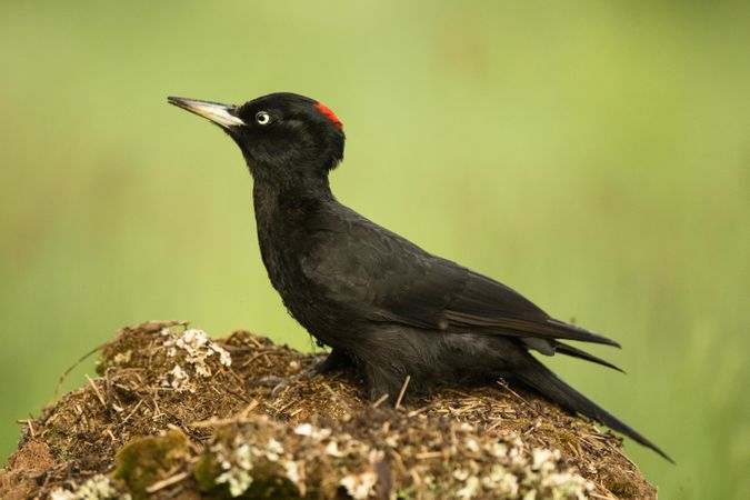 Wonderful bird on wood
