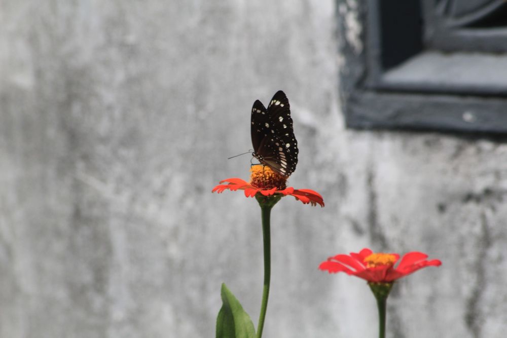 Butterfly And Flower