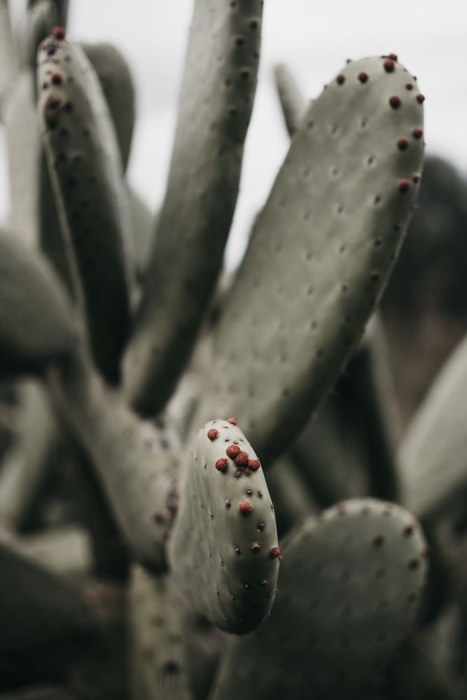 Cactus with small thorns