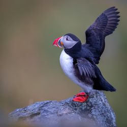 Atlantic puffin opening wings and perching on gray rock