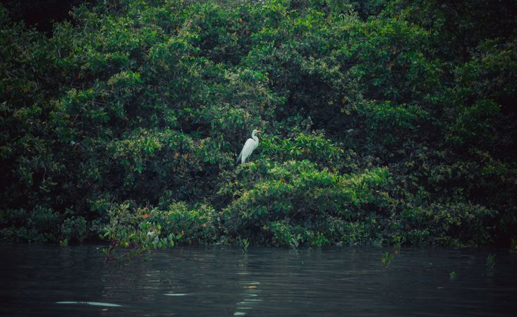 Heron perched in hedge above water