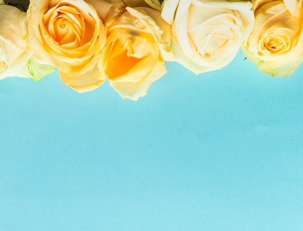 Fresh yellow roses on blue background