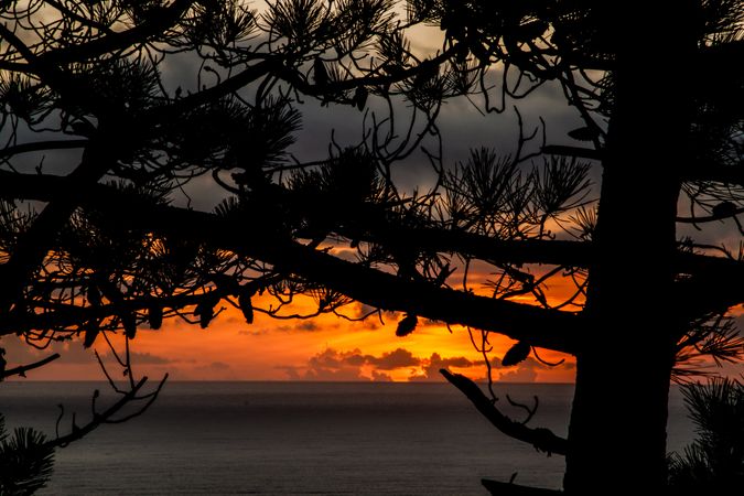 Beautiful sunset over the sea seen through the trees