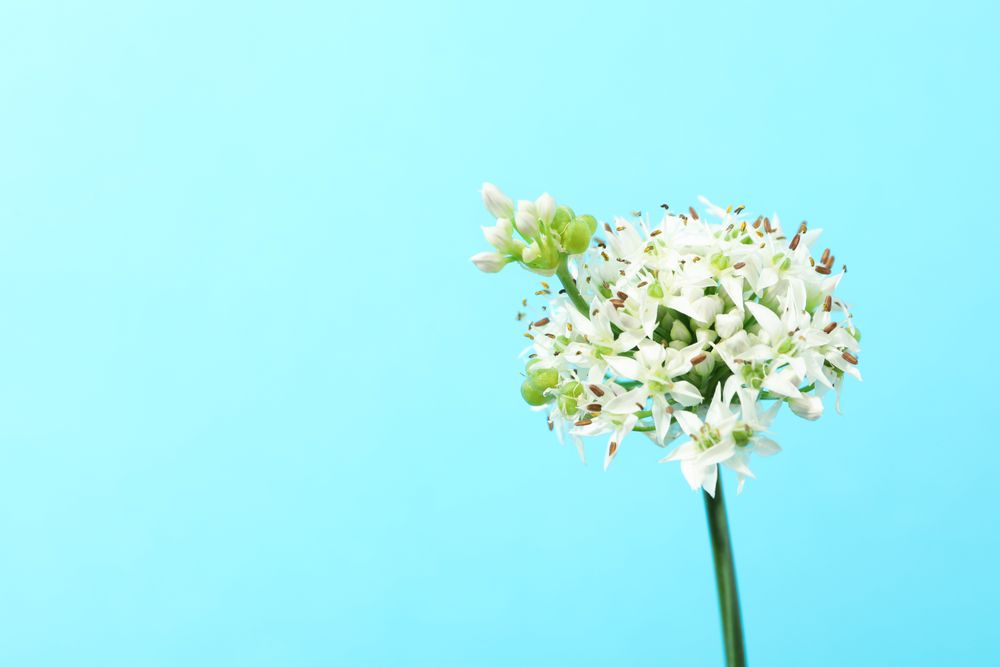 allium flowers on blue background, copy space