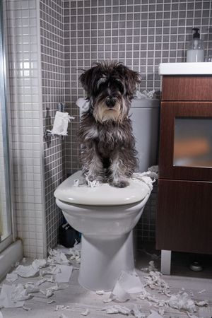 Cute purebred dog sitting on toilet with torn paper
