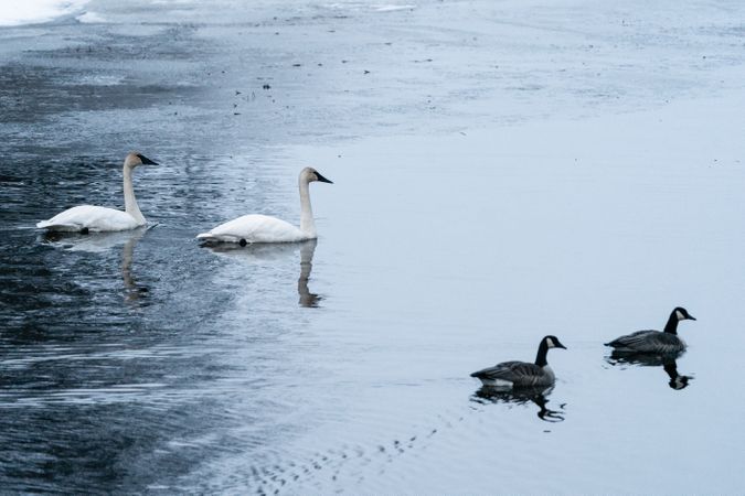 Trumpeter Swans on lake in McGregor, MN