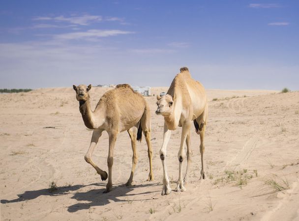 Two camels walking in desert