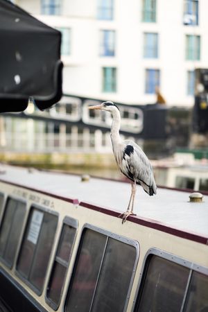 Heron perched on boat in Little Venice, Camden, UK, vertical