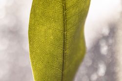 Close up of green leaf texture