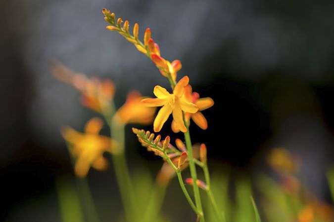 Close up of crocosmia flower