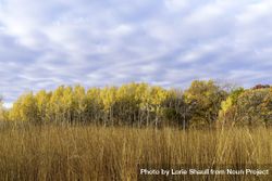 Trees behind prarie grass at Fontenac State Park in Frontenac, Minnesota beKdG5