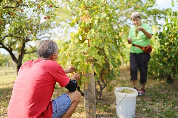 Mature Couple Harvesting Grapes on a Small Farm in the Countryside.