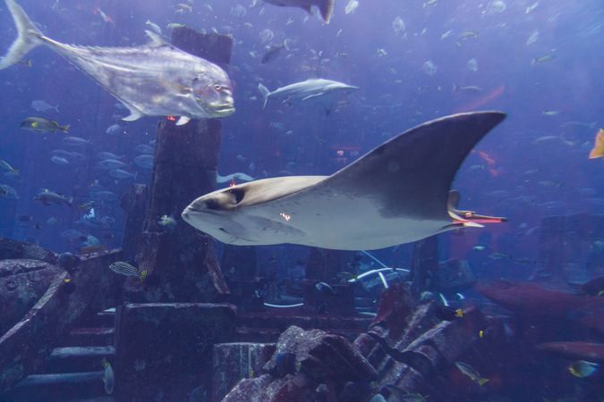 Various fish in large aquarium