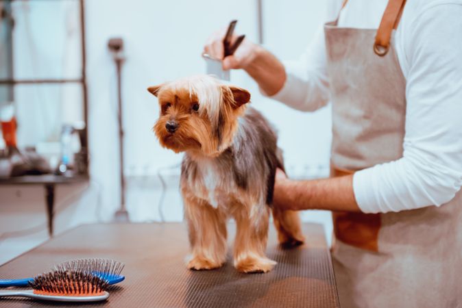 Crop groomer trimming fur of little dog