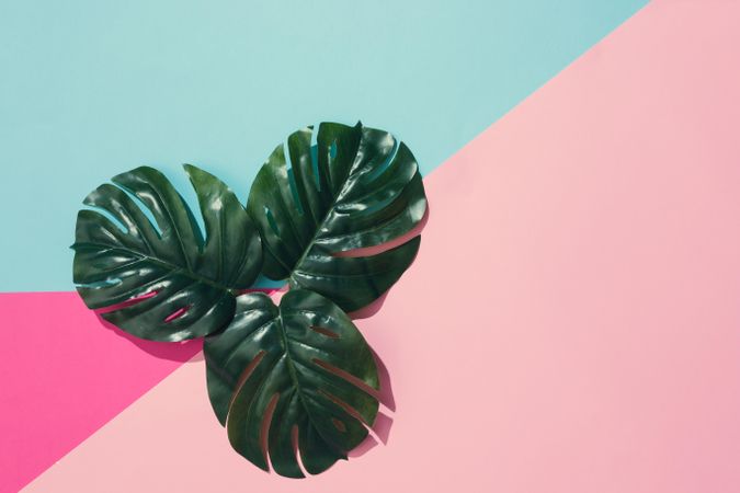 Tropical leaves on geometric pastel pink and blue background