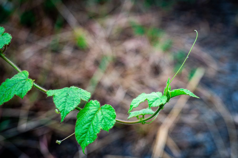 vines plant