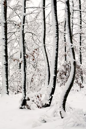 Winter forest with snowy trees