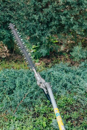 pruning arizonica hedge