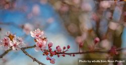 Cluster of pink cherry blossom on a tree bG6vx4