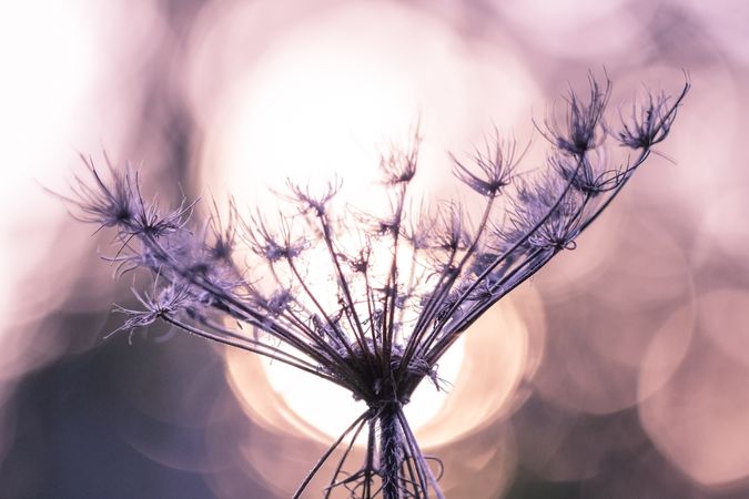 Delicate wispy dry plant with selective focus