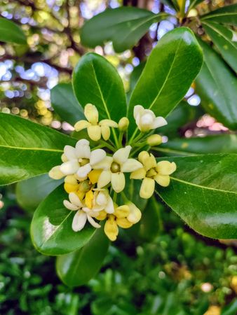 Mock orange blossoms, yellow and green