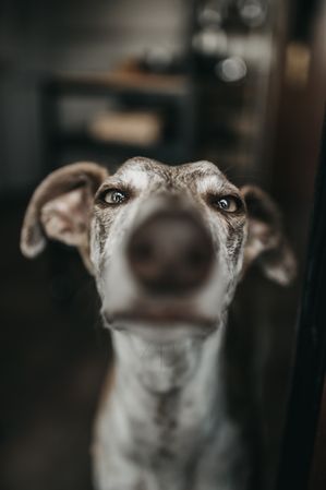 Funny greyhound looking out window