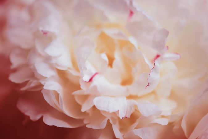 Close up of baby pink petals of a peony flower
