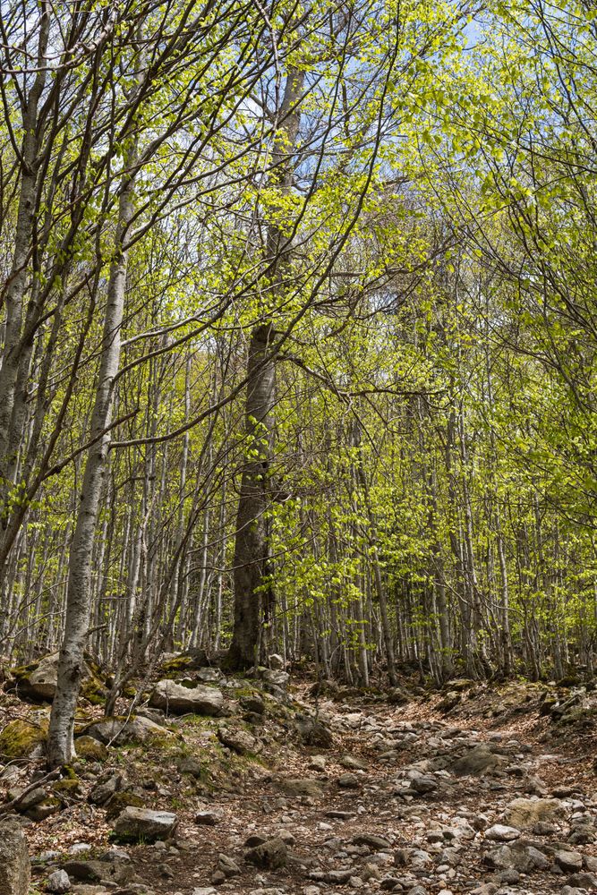 Amazing view of forest in rocky terrain