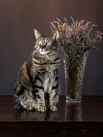 Cute cat standing proudly next to vase
