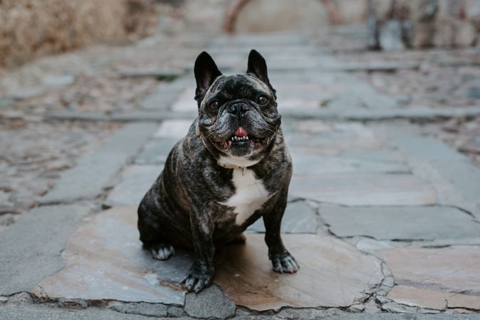 Adult bulldog on street