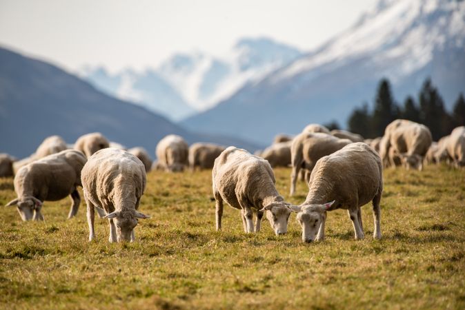 Herd of sheep on green grass field near mountains