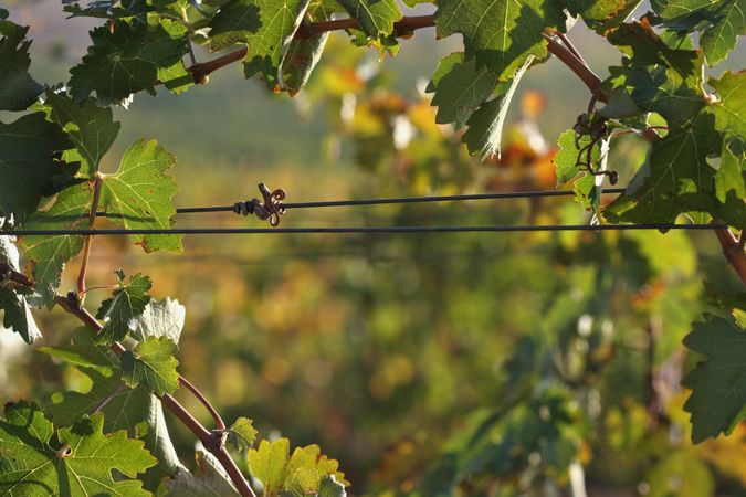 Grapes & Vines